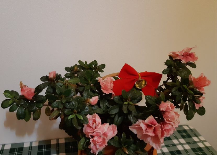 15.11.2019 - 1Azaleea-Begonia