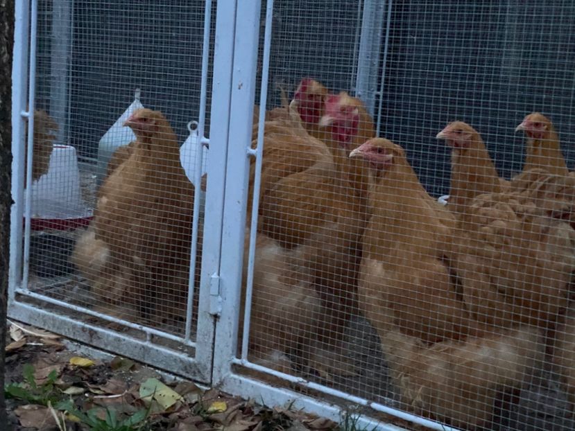 D16EA2B7-9186-4739-946B-687A6E094F3E - Cochinchina