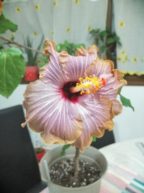  - 000 hibi 2019