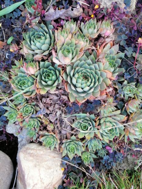  - 000 2019 din gradina