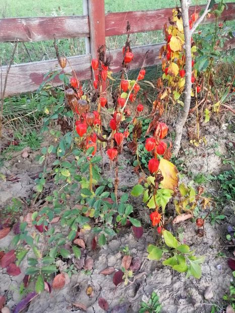  - 000 2019 din gradina