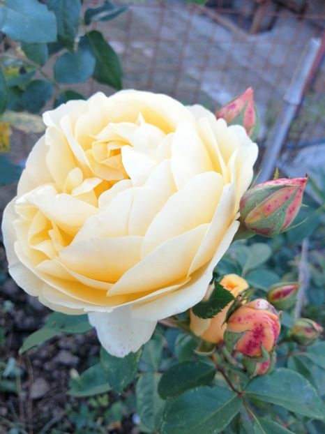  - 000 2019 din gradina