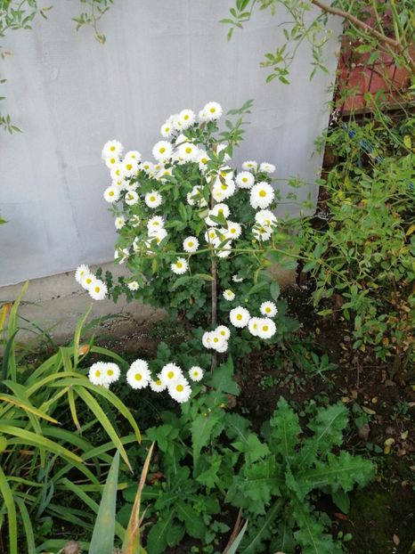  - 000 2019 din gradina