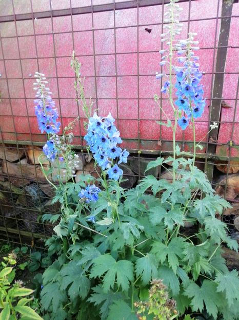  - 000 2019 din gradina