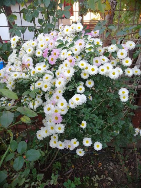  - 000 2019 din gradina