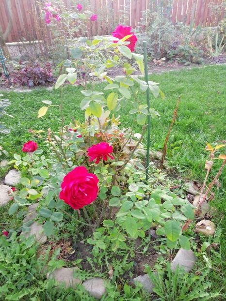  - 000 2019 din gradina