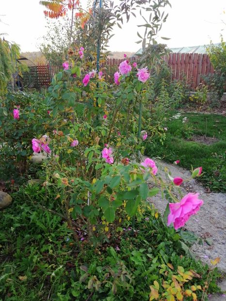  - 000 2019 din gradina