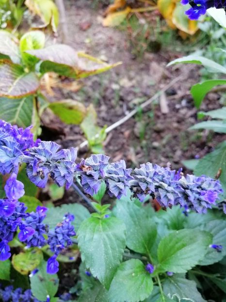  - 000 2019 din gradina