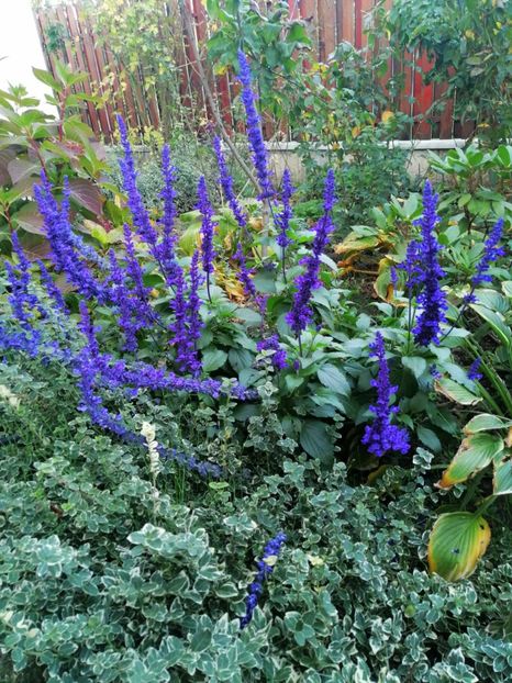  - 000 2019 din gradina