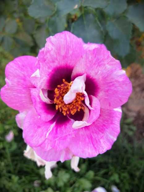  - 000 2019 din gradina