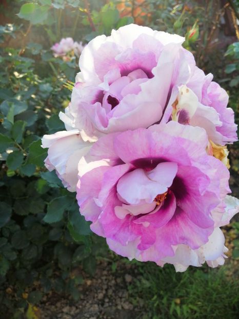  - 000 2019 din gradina