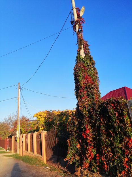  - 000 2019 din gradina