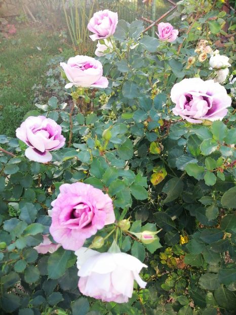  - 000 2019 din gradina