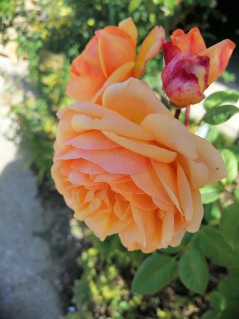  - 000 2019 din gradina