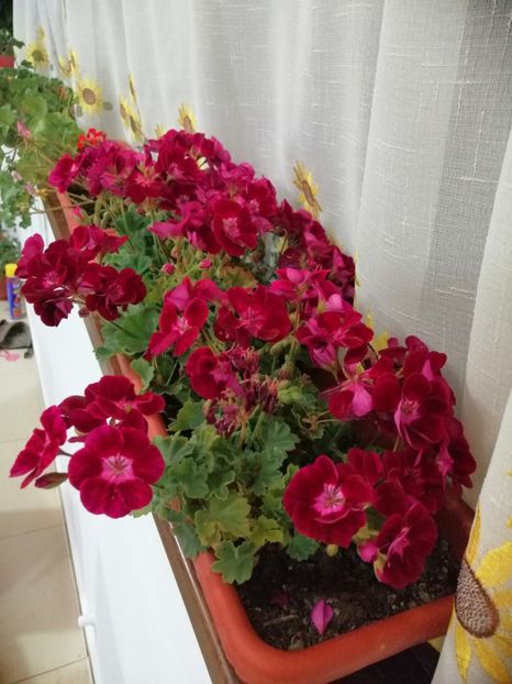  - 000 2019 din gradina