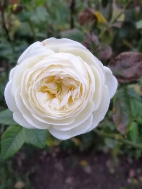  - 000 2019 din gradina