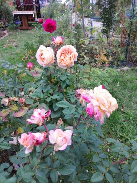  - 000 2019 din gradina