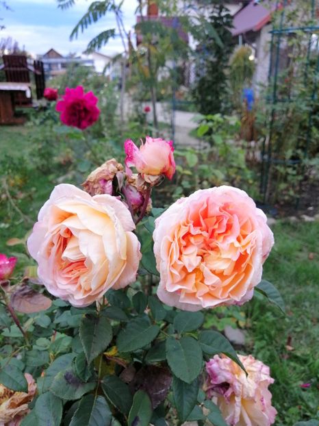  - 000 2019 din gradina