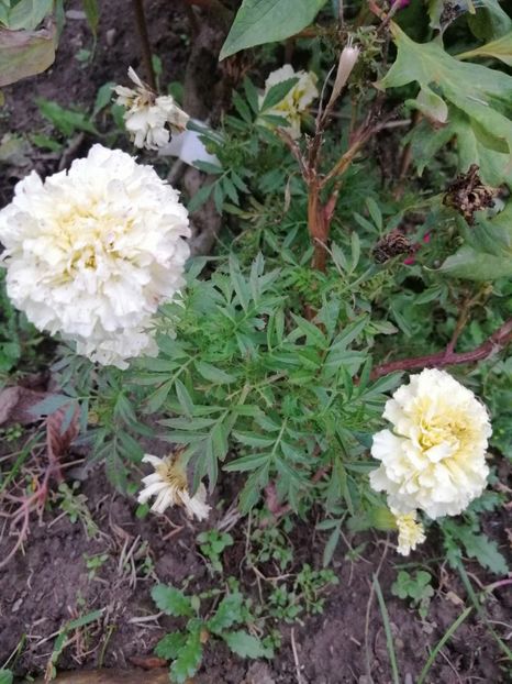  - 000 2019 din gradina