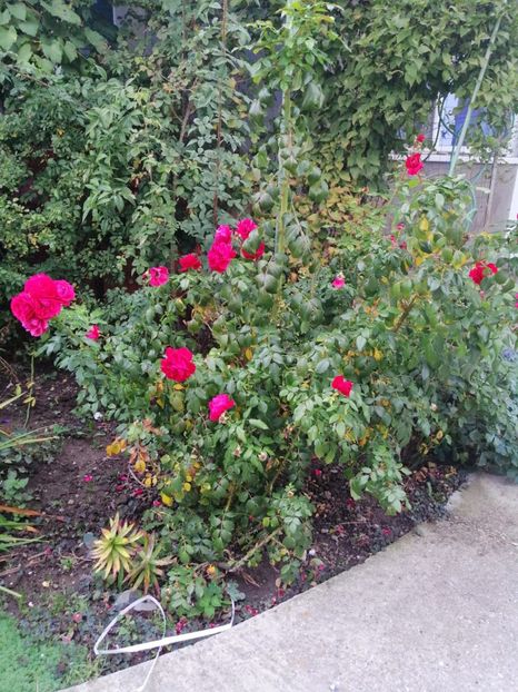 - 000 2019 din gradina