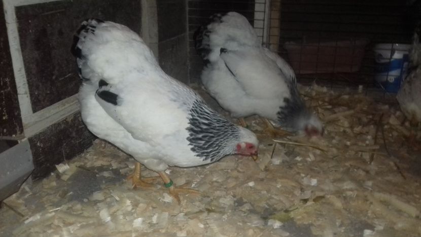  - WYANDOTTE COLUMBIA ALB-NEGRU PITIC