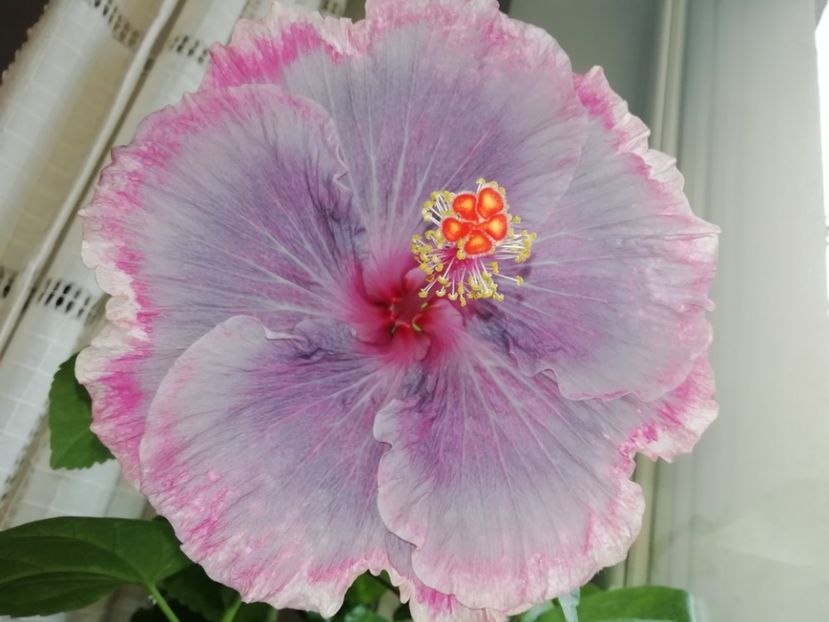 16.11.2019 - Purple Pashmina