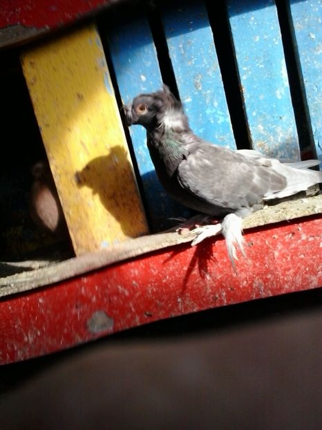 2019-11-16 11.50.12 - JDB argintii fara trese