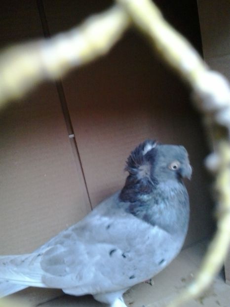 2019-11-16 11.51.37 - JDB argintii fara trese