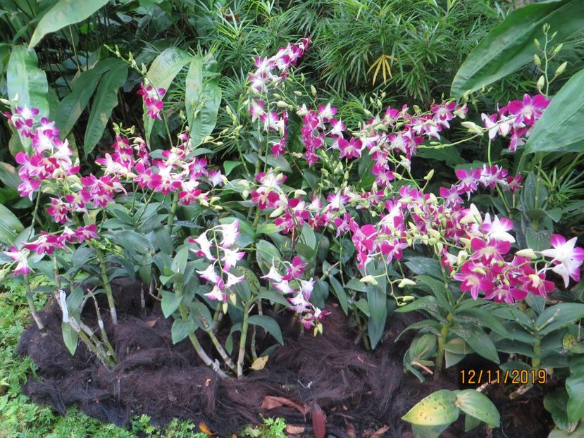  - 6 Singapore 1