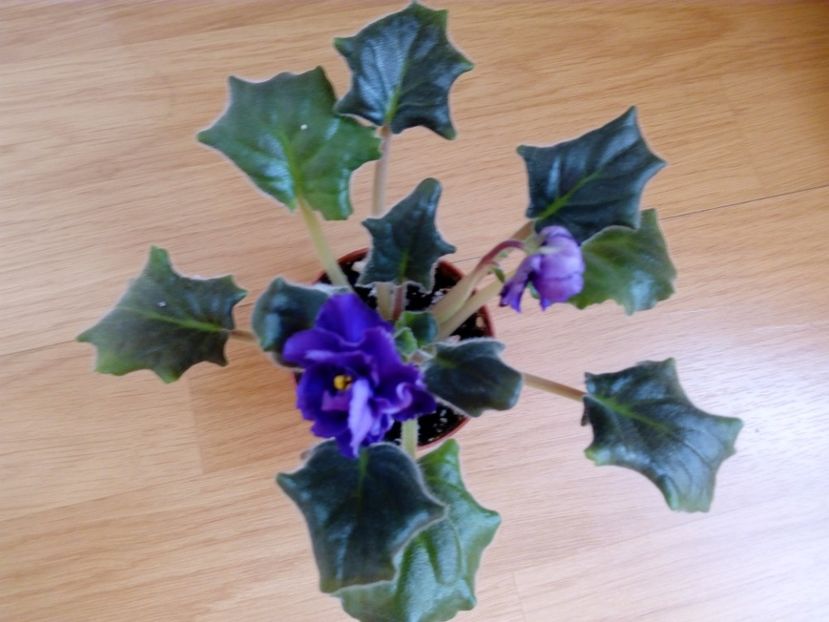 16 noiembrie 2019 - ZZZ_____LE Mozaika sp