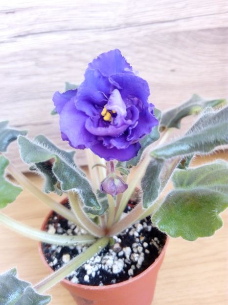 16 noiembrie 2019 - ZZZ_____LE Mozaika sp