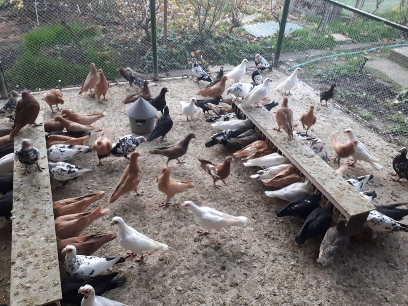  - I2 _ carunculați _ noiembrie 2019