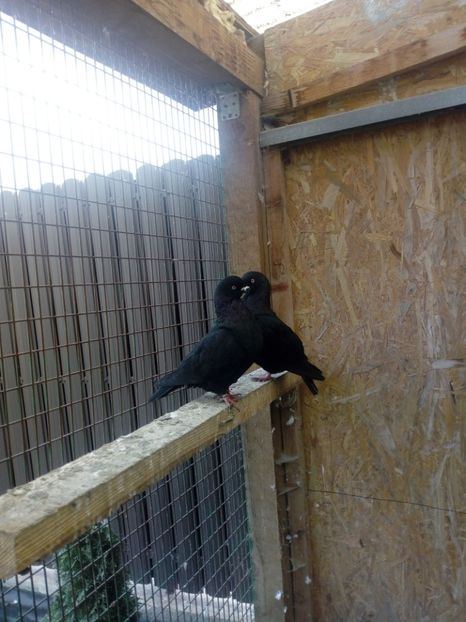  - TIPPLERI GERMANI DE EXPOZITIE