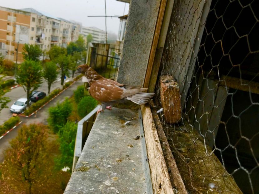 0-1 - Pui Zburator Beograd