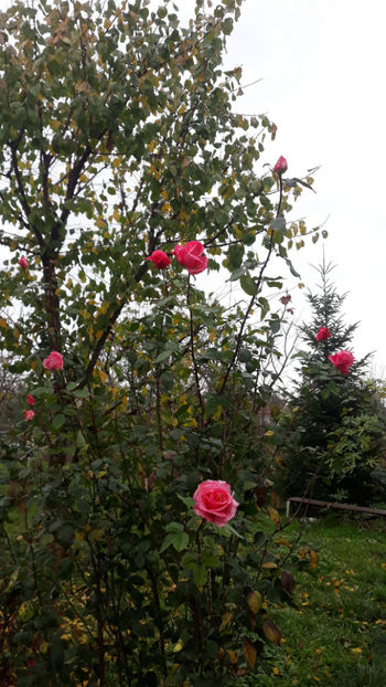  - Gradina si trandafirii 2019-toamna