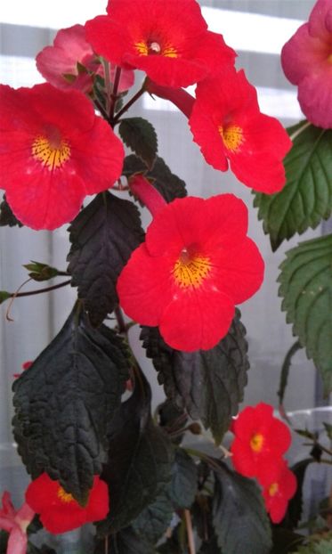 20191116_083907-1 - achimenes inferno