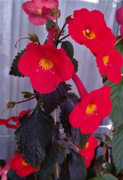 20191116_083942-3 - achimenes inferno