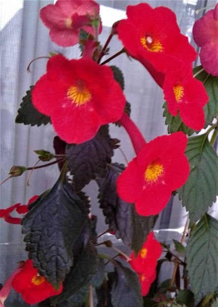 20191116_083934-5 - achimenes inferno