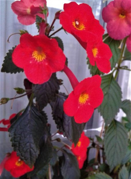 20191116_083928-6 - achimenes inferno