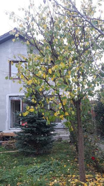  - Gradina si trandafirii 2019-toamna