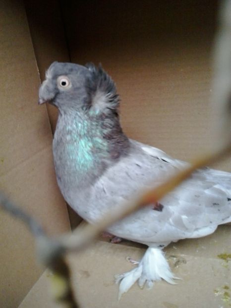 2019-11-16 11.55.20 - JDB argintii fara trese