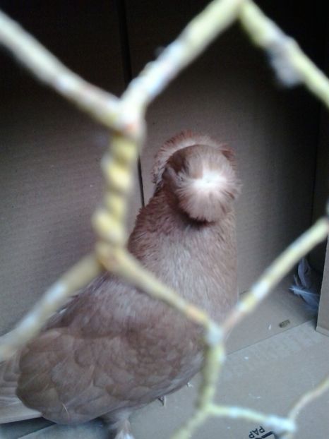 2019-11-16 11.28.04 - JDB GALBENI