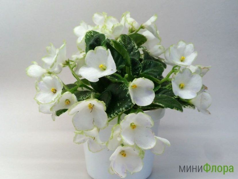 Н-Каламбур - ZZN-Kalambur