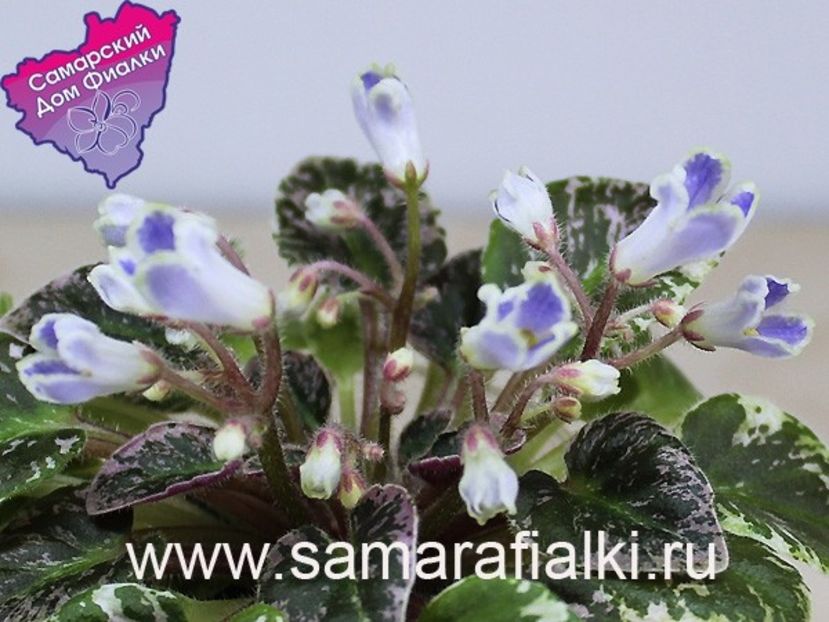 N-Nochnaya Rosa - N-Nochnaya Rosa