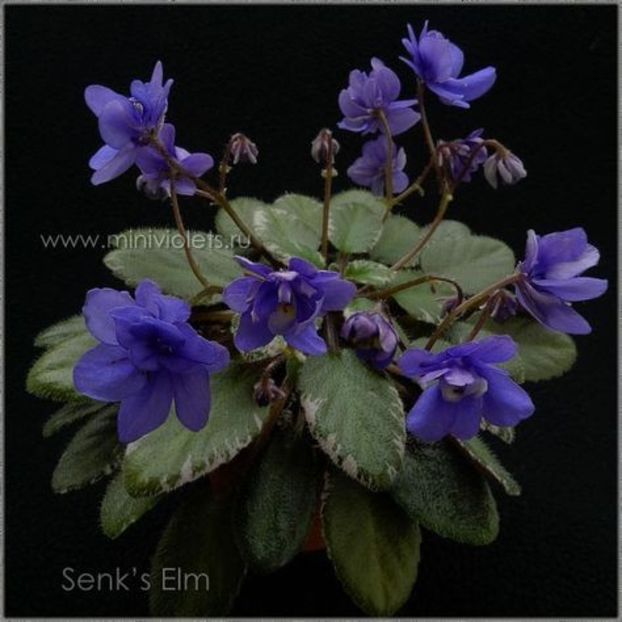 Senk's Elm - ZZSenk s Elm