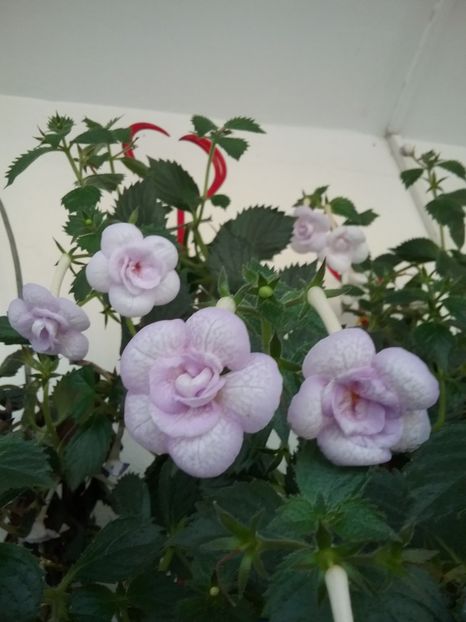 LAVENDER BLISS - AA RIZOMI ACHIMENES 2022
