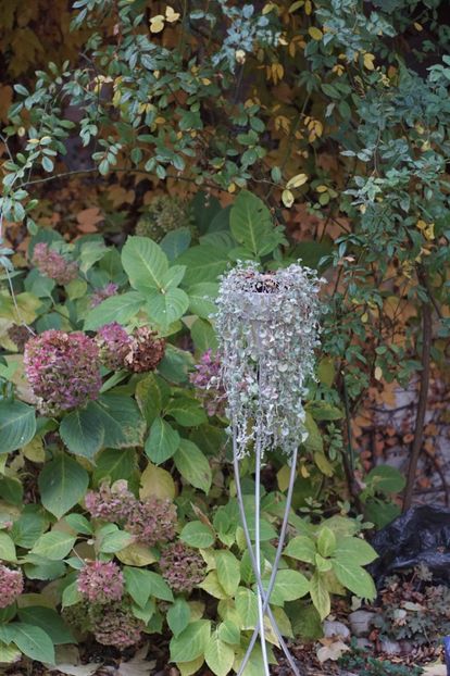  - Noiembrie 2019- noiembrie 2020