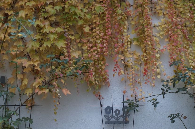  - Noiembrie 2019- noiembrie 2020