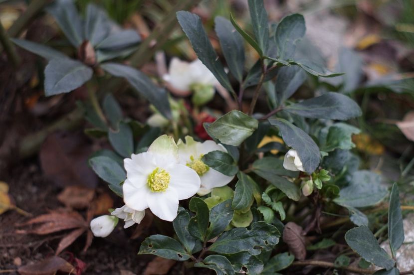  - Noiembrie 2019- noiembrie 2020