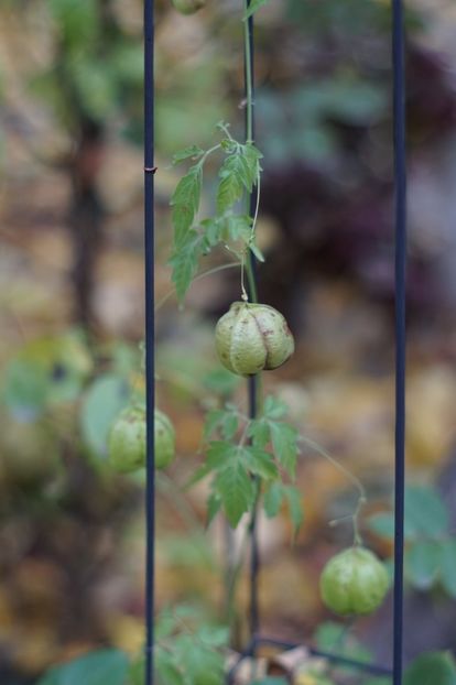  - Noiembrie 2019- noiembrie 2020